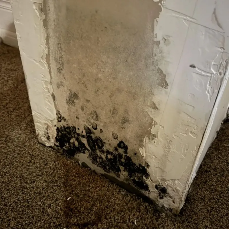 Professional Mold Removal in Carlisle-Rockledge, AL
